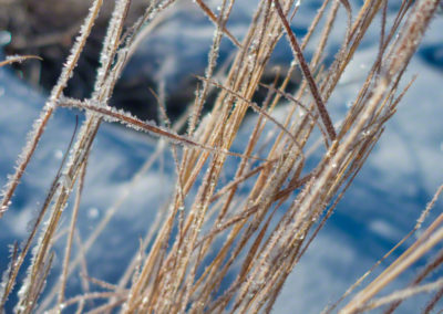 Colorado Grasses with Snow and Ice Photo 28
