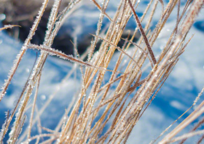 Colorado Grasses with Snow and Ice Photo 29