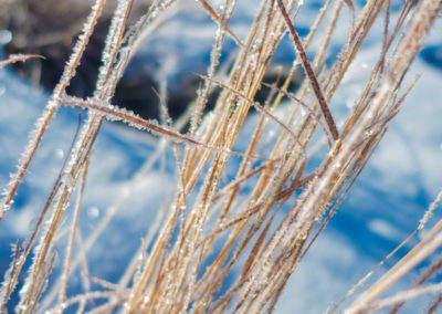 Castle Rock 2016 Winter Scenic Photos - Wild Grass Photo 20