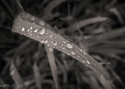 Colorado Grasses and Foliage with Dew Drops Photo 18