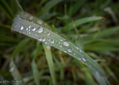 Colorado Grasses and Foliage with Dew Drops Photo 19