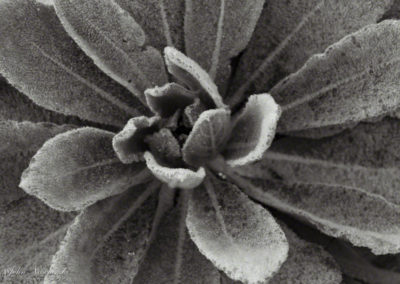 Colorado Grasses Leaves and Foliage Photo 06