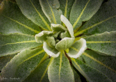 Colorado Grasses Leaves and Foliage Photo 10