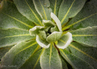 Colorado Grasses Leaves and Foliage Photo 11