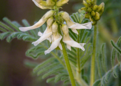 Drummond Milkvetch Flower- Calochortus gunnisonii