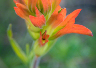 Orange Indian Paintbrush Flower - Castilleja linariaefolia - Photo 01