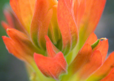 Orange Indian Paintbrush Flower - Castilleja linariaefolia - Photo 02