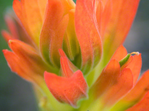 Colorado Red Orange Wildflowers