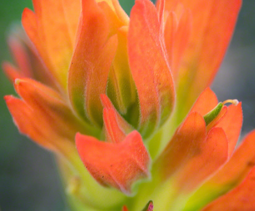 Colorado Red Orange Wildflowers