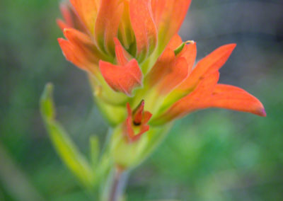 Orange Indian Paintbrush Flower - Castilleja linariaefolia - Photo 03