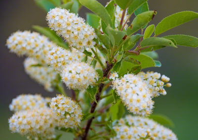 Western chokecherry - Prunus virginiana melanocarpa