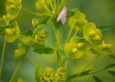 Leafy spurge Flower - Euphorbia esula - Photo 01