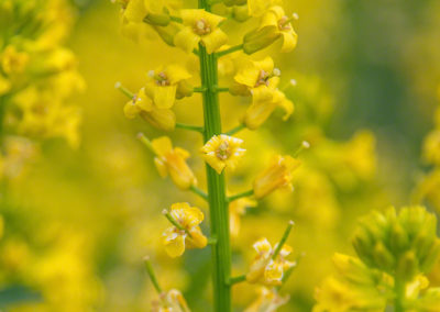 Spreading Yellowcress Flowers - Rorippa sinuata - Photo 01