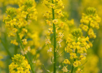 Spreading Yellowcress Flowers - Rorippa sinuata - Photo 02