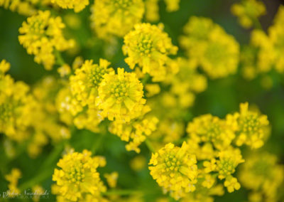 Spreading Yellowcress Flowers - Rorippa sinuata - Photo 01