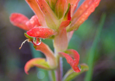 Orange Indian Paintbrush Flower - Castilleja linariaefolia - Photo 04