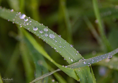 Colorado Grasses and Foliage with Dew Drops Photo 12