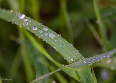 Colorado Grasses and Foliage with Dew Drops Photo 13