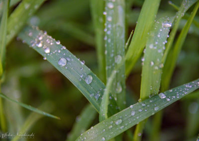 Colorado Grasses and Foliage with Dew Drops Photo 14