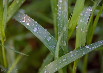 Colorado Grasses and Foliage with Dew Drops Photo 15