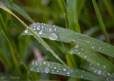 Colorado Grasses and Foliage with Dew Drops Photo 16