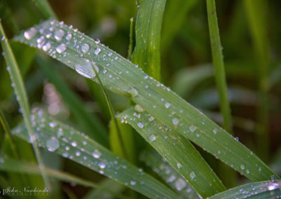 Colorado Grasses and Foliage with Dew Drops Photo 17