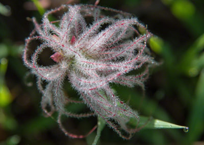 Old Man’s Whiskers Plume Stage - Geum triflorum