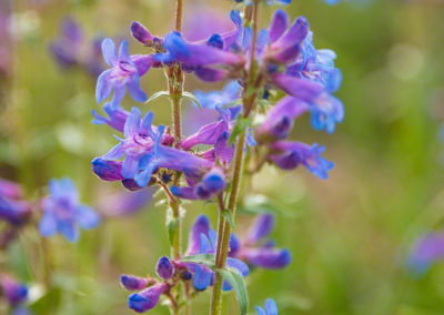 Colorado Rocky Mountain Penstemon - Penstemon strictus - Photo 07