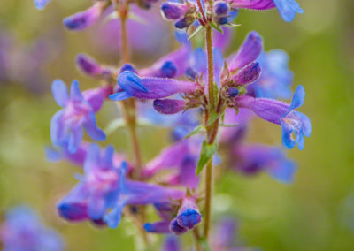 Colorado Rocky Mountain Penstemon - Penstemon strictus - Photo 08