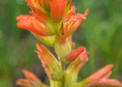 Orange Indian Paintbrush Flower - Castilleja linariaefolia - Photo 05