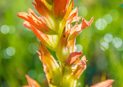 Orange Indian Paintbrush Flower - Castilleja linariaefolia - Photo 06