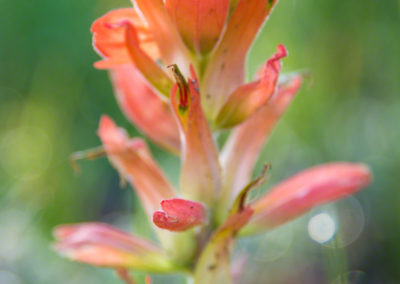 Orange Indian Paintbrush Flower - Castilleja linariaefolia - Photo 07