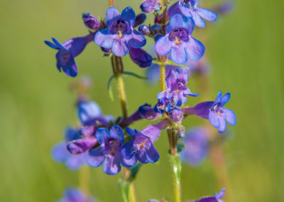 Colorado Rocky Mountain Penstemon - Penstemon strictus - Photo 09