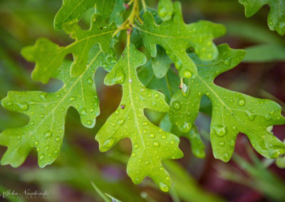 Colorado Scrub Oak Leaves with Dew Drops Photo 20