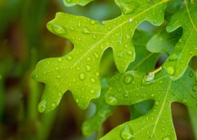 Colorado Scrub Oak Leaves with Dew Drops Photo 21