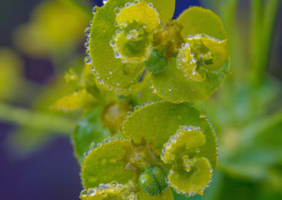 Leafy spurge Flower - Euphorbia esula - Photo 02
