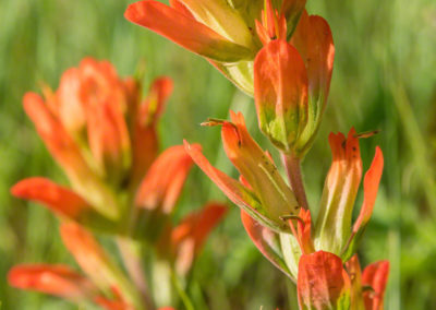 Orange Indian Paintbrush Flower - Castilleja linariaefolia - Photo 08