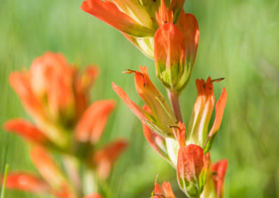 Orange Indian Paintbrush Flower - Castilleja linariaefolia - Photo 09