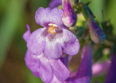 Colorado Rocky Mountain Penstemon - Penstemon strictus - Photo 10