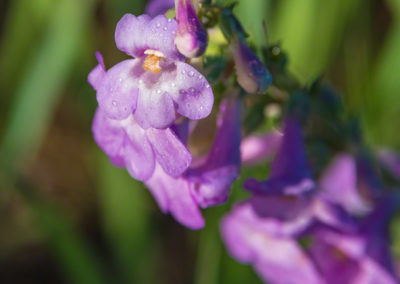 Colorado Rocky Mountain Penstemon - Penstemon strictus - Photo 11