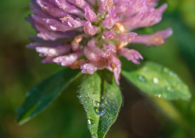 Colorado Parry Clover - Trifolium parryi - Photo 01