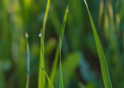 Colorado Grasses with Dew Drops Photo 22