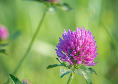 Colorado Parry Clover - Trifolium parryi - Photo 03