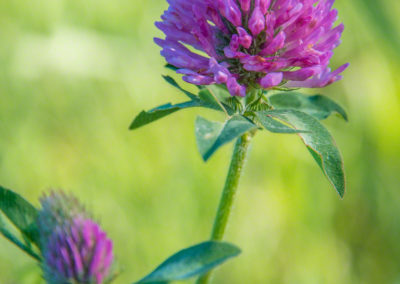 Colorado Parry Clover - Trifolium parryi - Photo 04