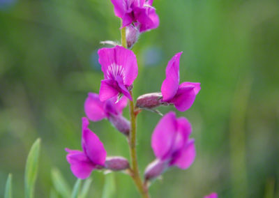 Colorado Loco Flowers - Oxytropis lambertii 01