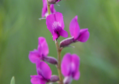 Colorado Loco Flowers - Oxytropis lambertii 02