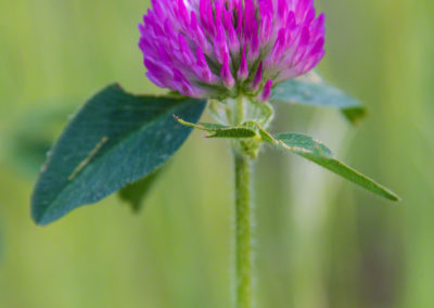 Colorado Parry Clover - Trifolium parryi - Photo 05