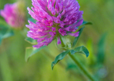 Colorado Parry Clover - Trifolium parryi - Photo 06