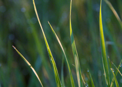 Colorado Grasses with Dew Drops Photo 23