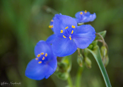 Western Spiderwort Colorado Wildflowers 03